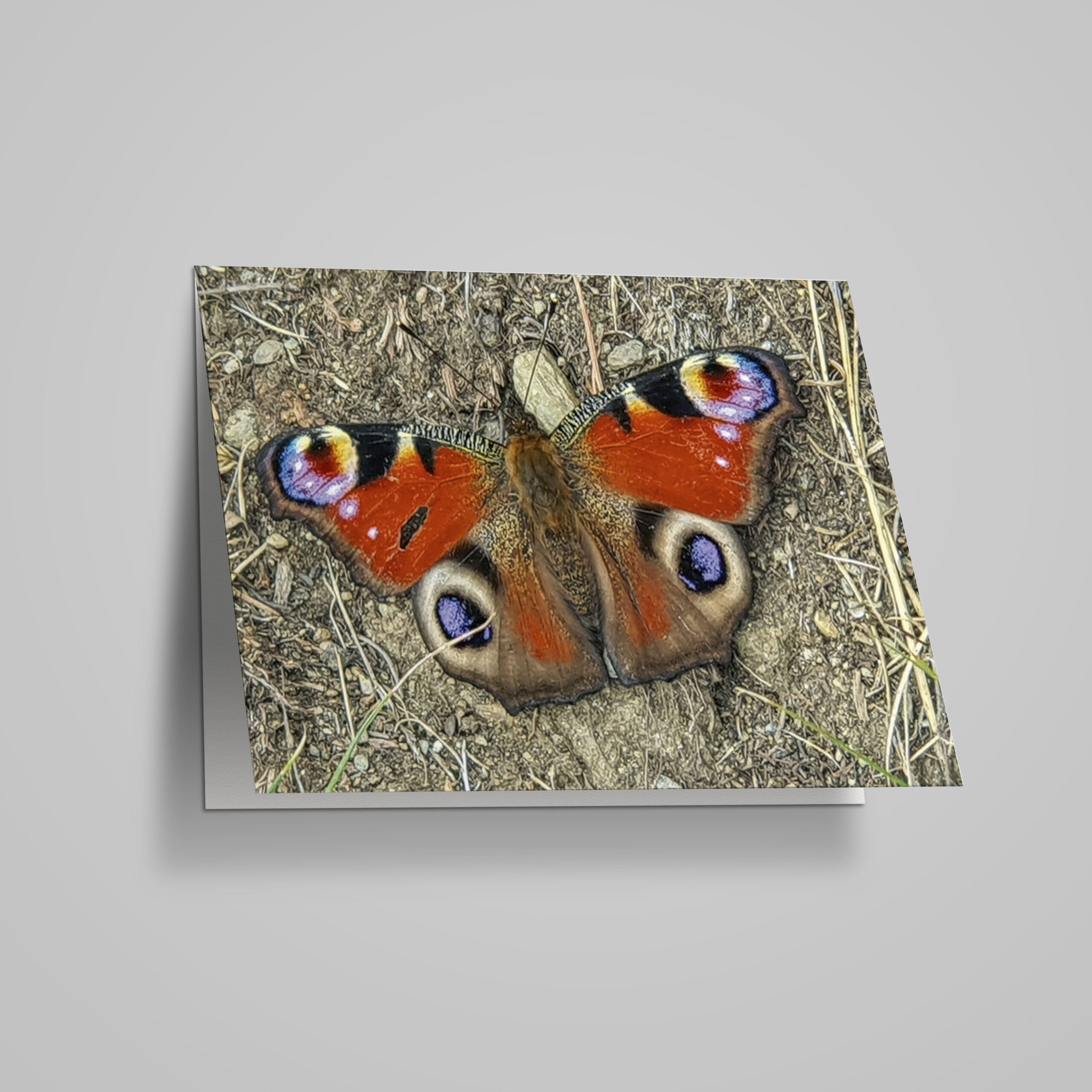 Neutrale Karte "Tagpfauenauge"