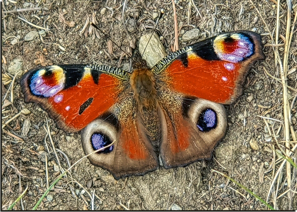 Neutrale Karte "Tagpfauenauge" – Bild 2