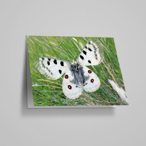 Neutrale Karte "Apollofalter"