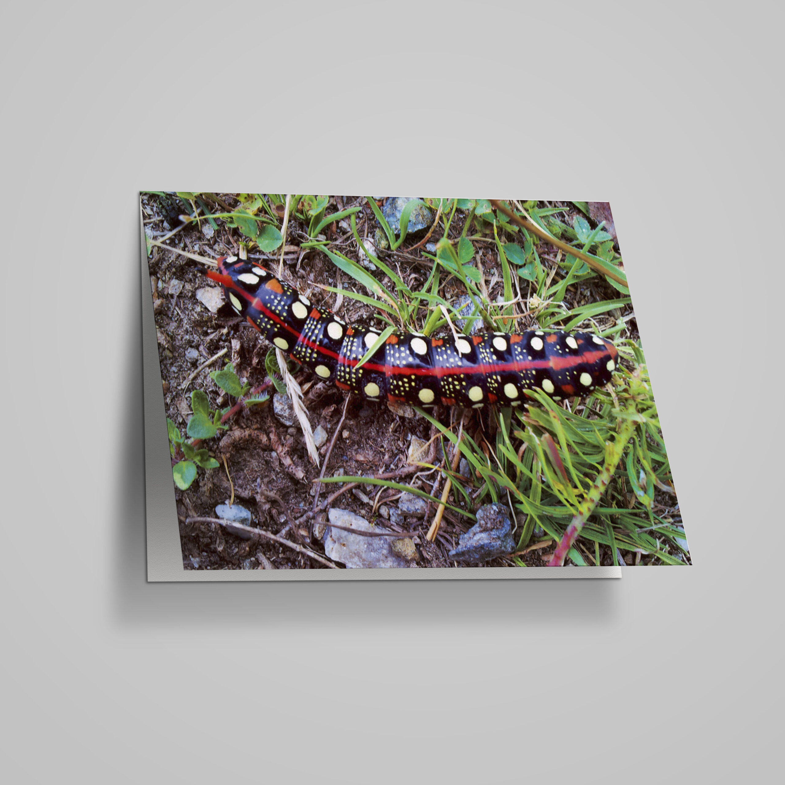 Neutrale Karte "Wolfsmilchschwärmer"