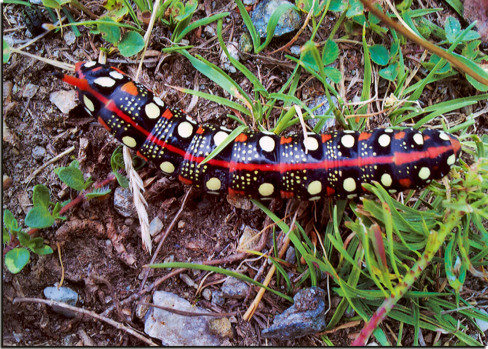 Neutrale Karte "Wolfsmilchschwärmer" – Bild 2