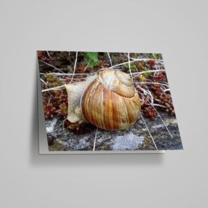 Neutrale Karte "Weinbergschnecke"