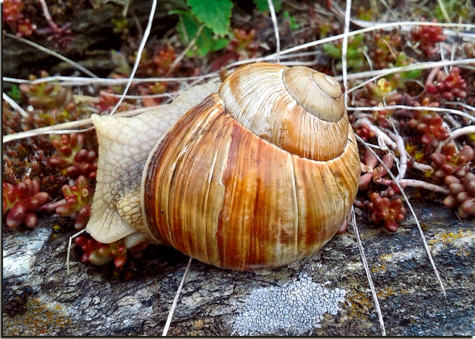 Neutrale Karte "Weinbergschnecke" – Bild 2