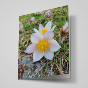 Neutrale Karte "Anemone"