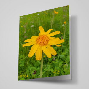 Neutrale Karte "Arnika"