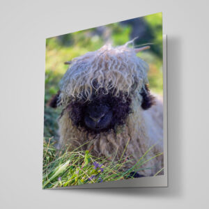 Neutrale Karte "Schaf"