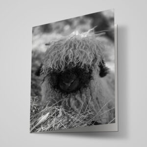 Neutrale Karte "Schaf s/w"