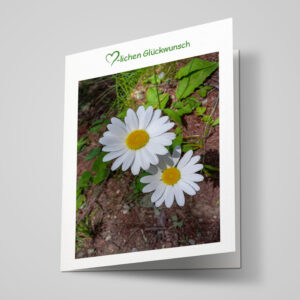 Glückwunschkarte "Margeriten"