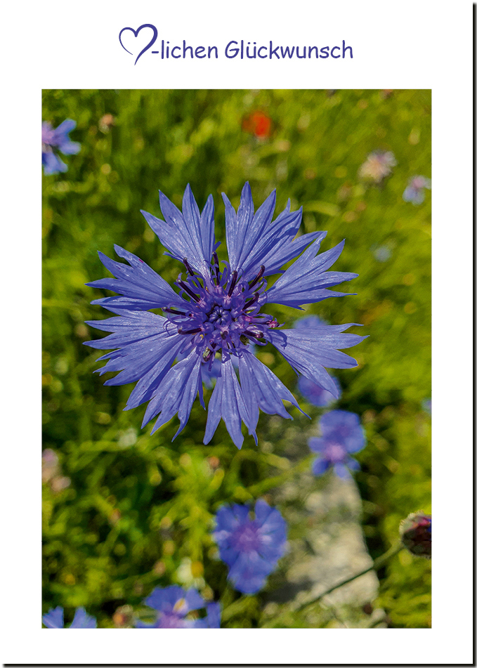 Glückwunschkarte "Kornblume" – Bild 2