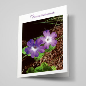 Glückwunschkarte "Primel"