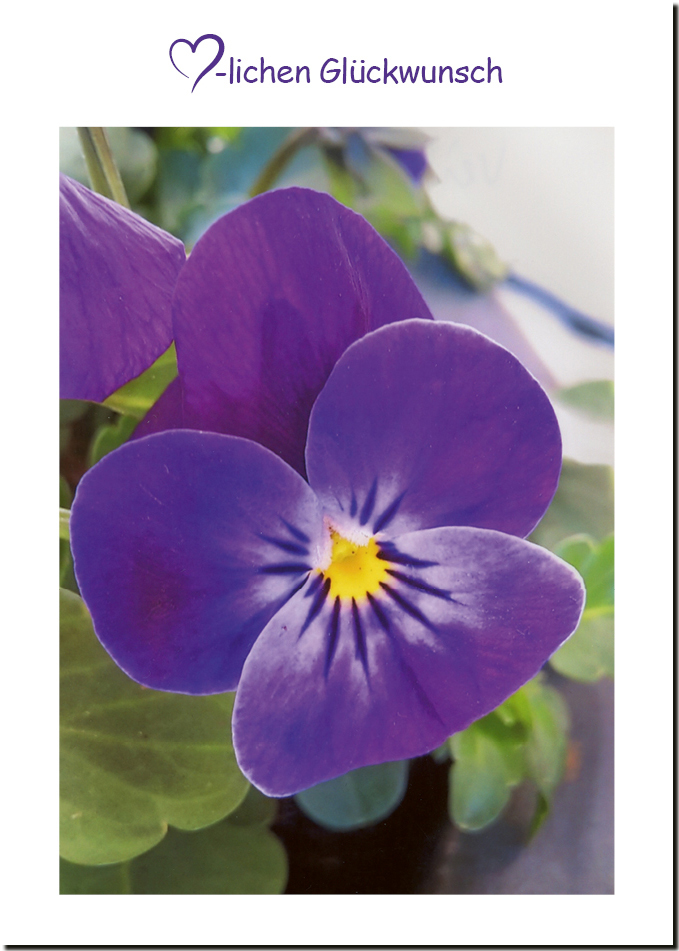 Glückwunschkarte "Veilchen" – Bild 2