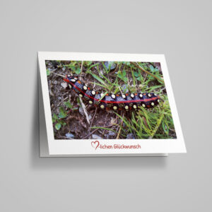 Glückwunschkarte "Wolfsmilchschwärmer"